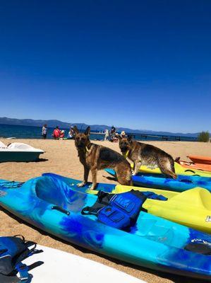 Kayaking with dogs