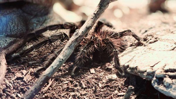 gift shop's hairy denizen