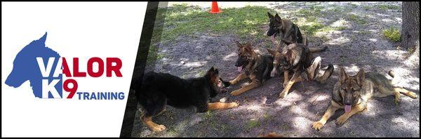 Valor K9 Training