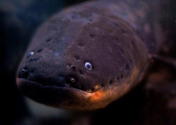 South American Giant Electric Eel. The real deal!