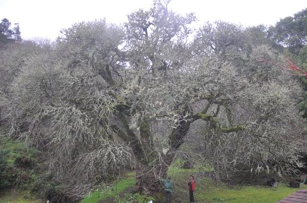 Ben under the largest known specimen of California buckeye (Aesculus californica).