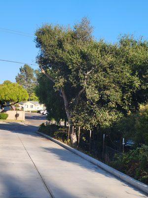 Oak tree was growing over the driveway and becoming an issue with taking the RV out.