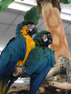 Macaws