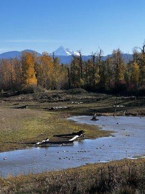 Nearby Steigerwald Lake National Wildlife Refuge along the Columbia River about a half mile away.