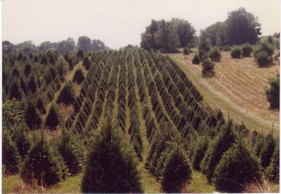 Tricolor Tree Farms