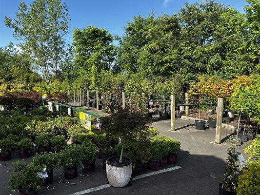 Pike Nurseries