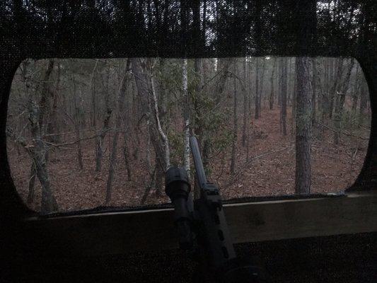 hunt for deer or pigs. You can see where the pigs had torn up the pine needles in the opening between my barrel and the tree to the right