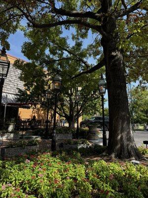 The outdoor seating was very serene and surrounded by trees. Even in the middle of a parking lot, you had a feeling of privacy.