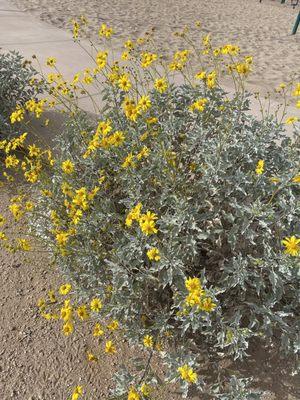 Desert daisies in the dust.