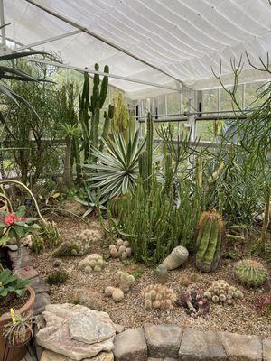 Inside the greenhouse - succulent corner