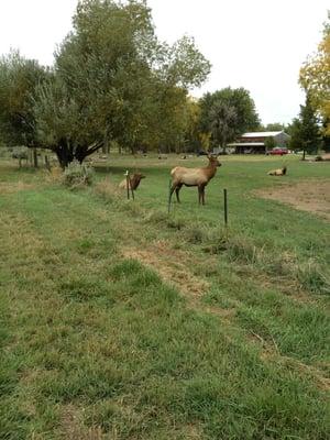 Our almost daily customers--the elk