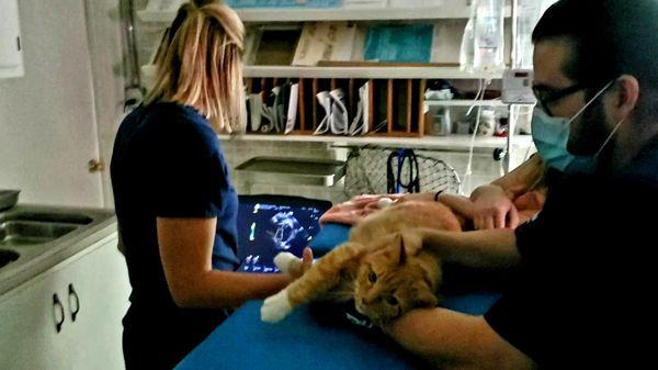 Dr. Oberschelp performing an echocardiogram.