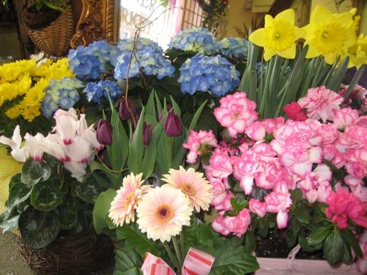 Nice assortment of seasonal blooming plants