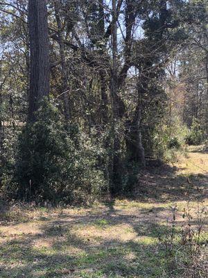 Land clearing and tree removal