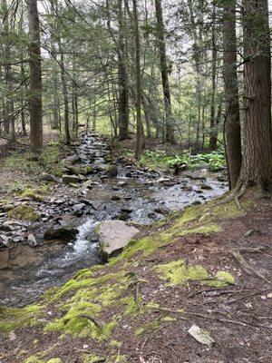 Great easy walk on Yellow with running streams.