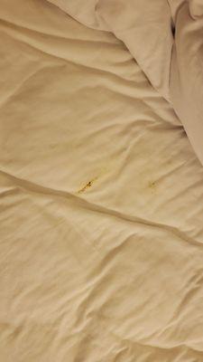 Feces in the "made bed".