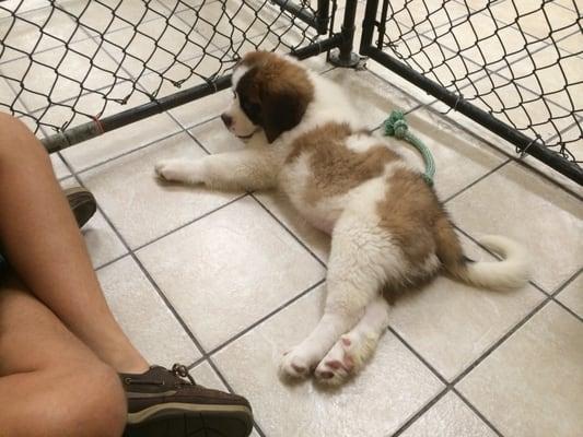 St. Bernard that I totally fell in love with!  Isn't he the cutest?!