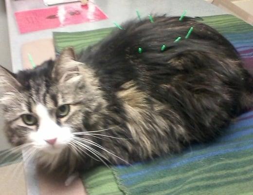 Esther having an acupuncture treatment