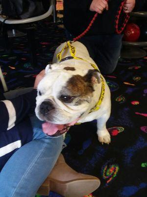 Bowling for Bulldogs, the good life bulldog rescue