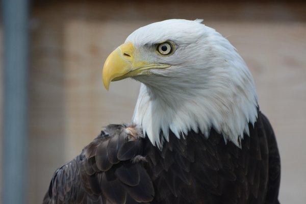 A resident eagle.