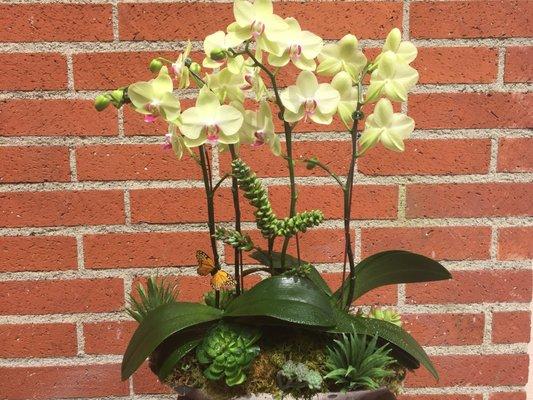 Green phalaenopsis orchids arranged with succulents and a butterfly $125