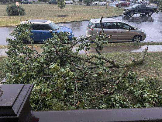 Greeley Tree Service