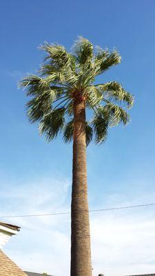 We do what's best for your trees. Industry-standard palm tree care looks like this.