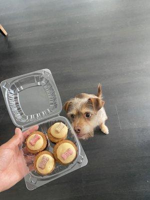 Clifford excited to try his treats