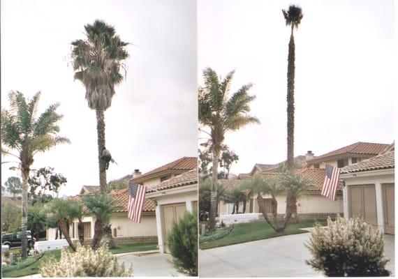 Palm tree before and after