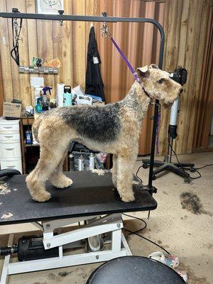 Hand Stripped Airedale