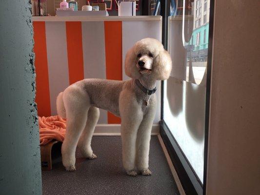 Lizzy with her new summer doo!