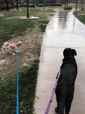 Rainy day walk