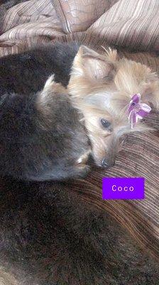 My yorkie Coco happy & sleepy after her grooming appointment