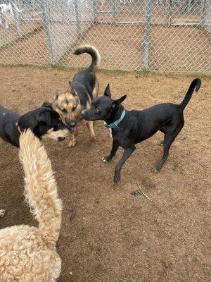 My dog LOVES being outside, so having an outside play area is a huge plus!