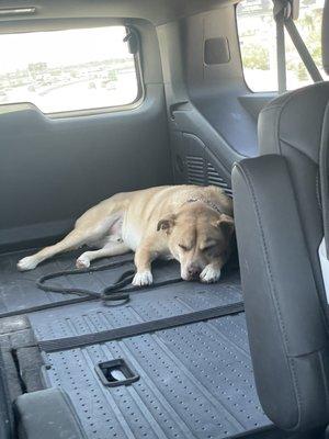 Tired boy after boarding a few days and training with Deb at Heavenly Pet Resort West Covina!