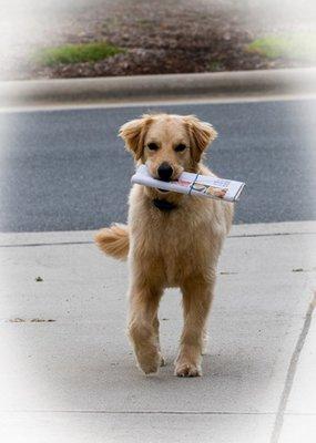 Don't stop retrieving! Useful trick KeenDog Jessie in Raleigh performs every time the paper comes.