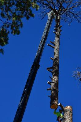 Mt Lemmon tree cutting