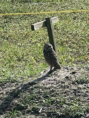 A burrowing owl! First sighting ever!