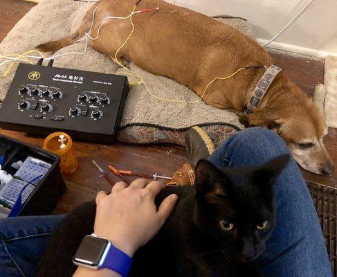 Kitty snuggles while Giorgio enjoys his acupuncture treatment.