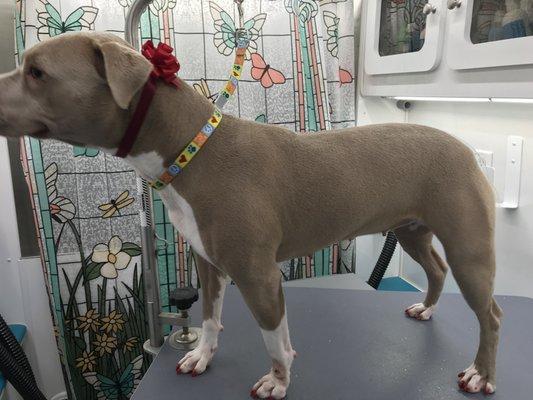 Beautiful Roze, with her red bow and nails! Fabulous darling!