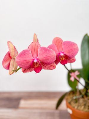 Orchid