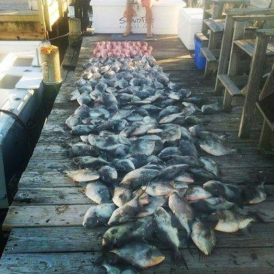 That's a ton of trigger fish!