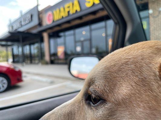 Minnie and I waited for the Mrs. to return with our take-out order.