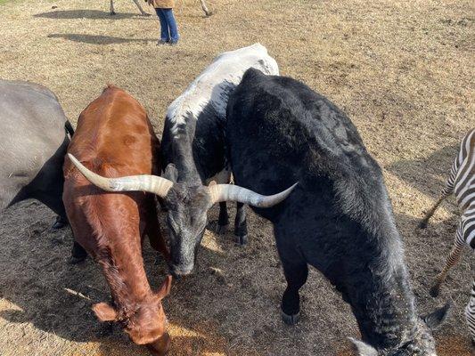 Big pasture feeding