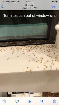 Termites.lots.of.termites.