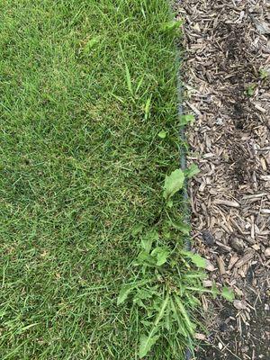 Weeds would grow all around my yard like this never die even days after an application. I had to rip them out.