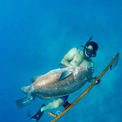 50+ pound Cubera snapper speared on the Far Out.