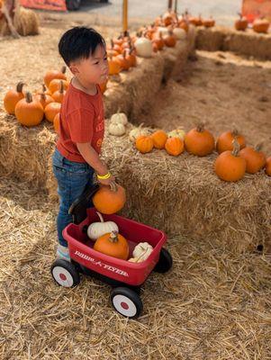 Endless pumpkins