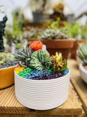 Happy Pride Month ~ East Austin Succulents