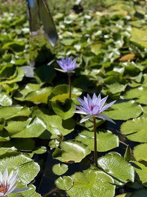 Lily's @ Pinecrest Gardens Miami, FL.